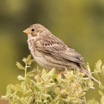 Paysandisia archon, ravageur de palmiers