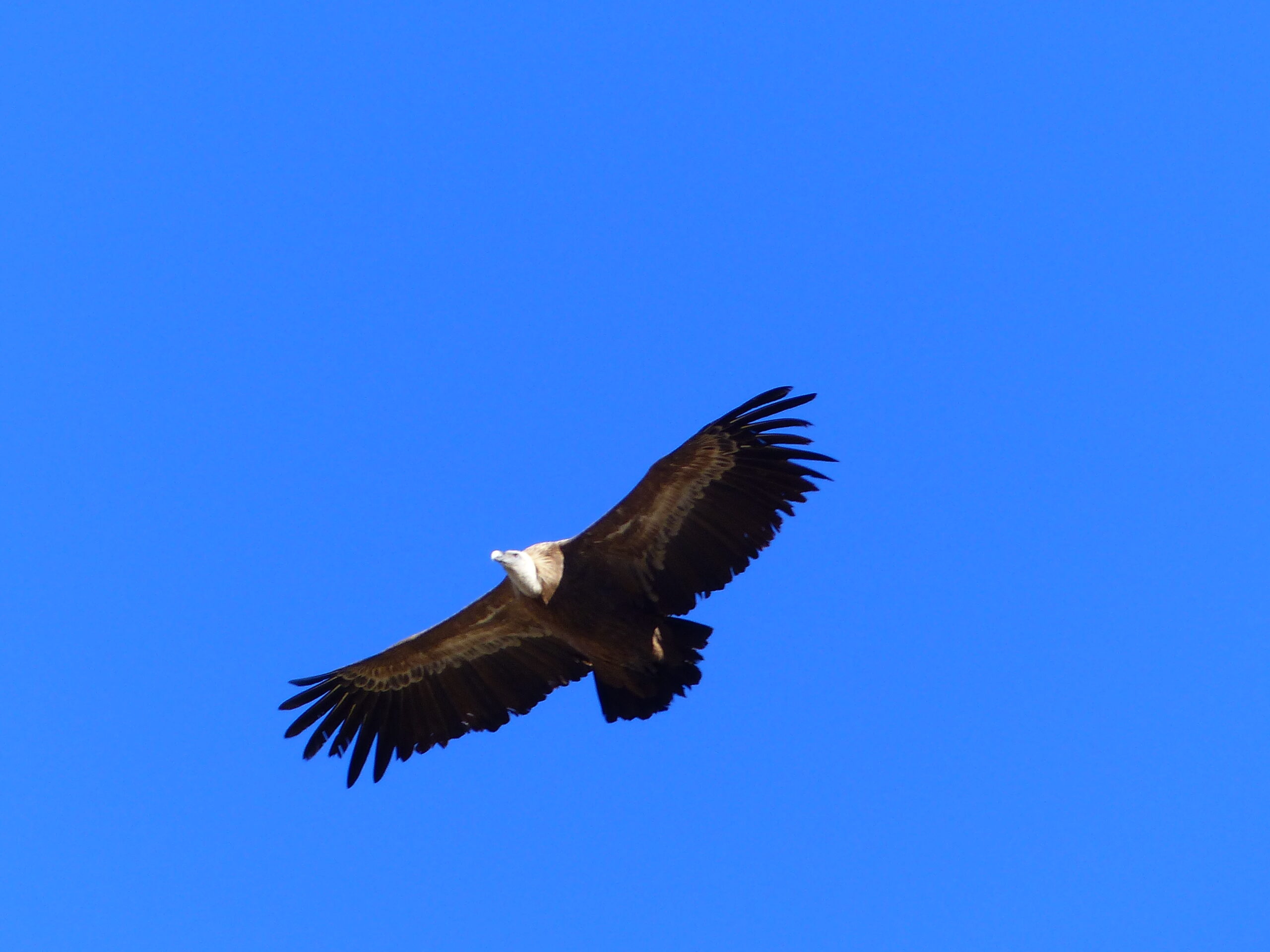 Un vautour fauve © Jean-Pierre Pompidor_LPO66