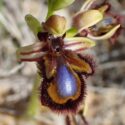 Orchidées de la plaine du Roussillon
