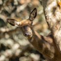 Projet d’éradication des ongulés sauvages en forêt domaniale