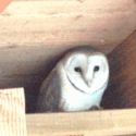 Un nichoir pour nos chouettes