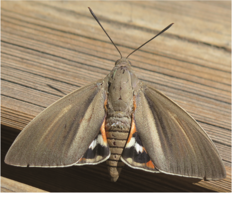 Paysandia archon-ravageur de palmiers